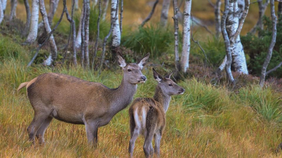 Lenke til artikkel: Bruk av termiske siktemiddel ved hjortejakt