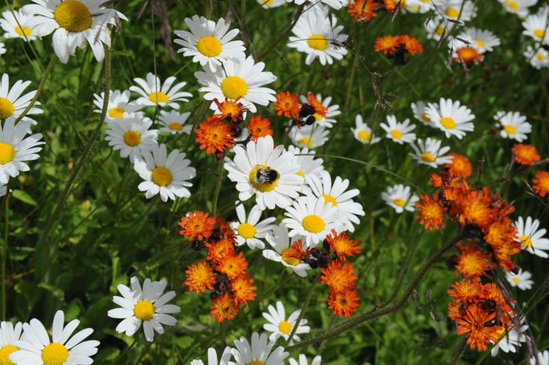 Bilde av blomster